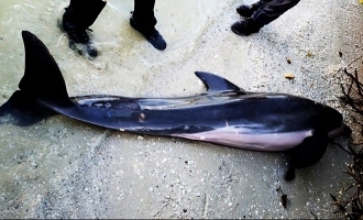 Yet Another Dolphin Dead in the US