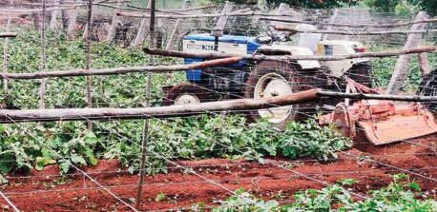 brinjal farm kerala