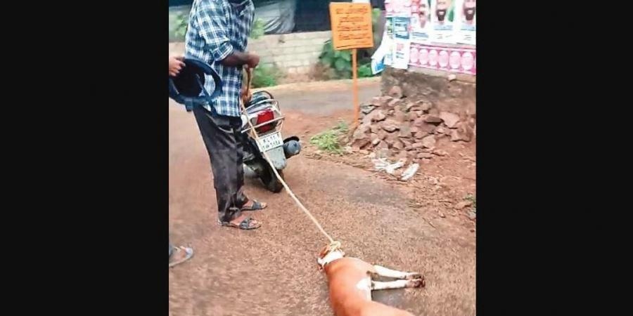 kerala dog