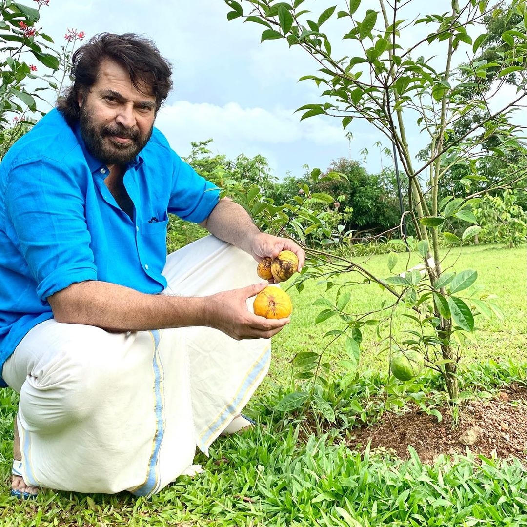 Mammooty garden