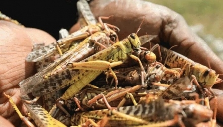 tamil nadu locust