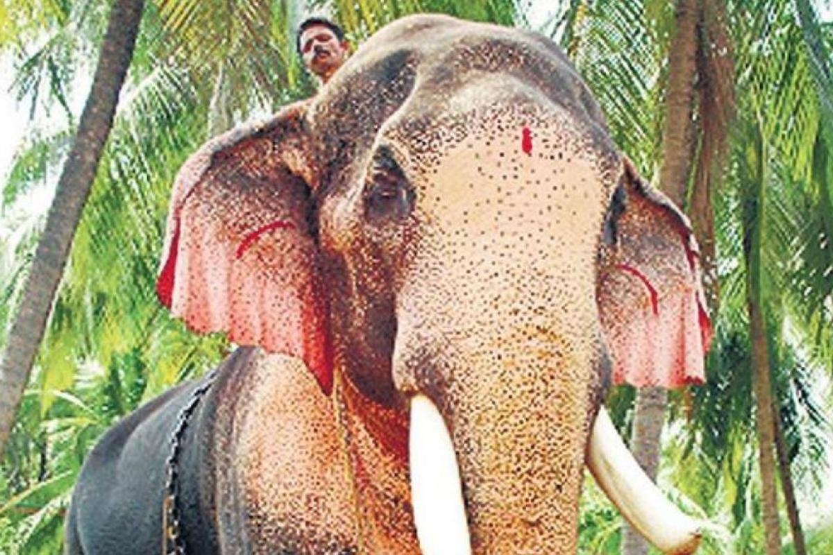 elephant kerala