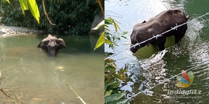 BRUTAL! Pregnant elephant dies after villager fed firecrackers stuffed in pineapple