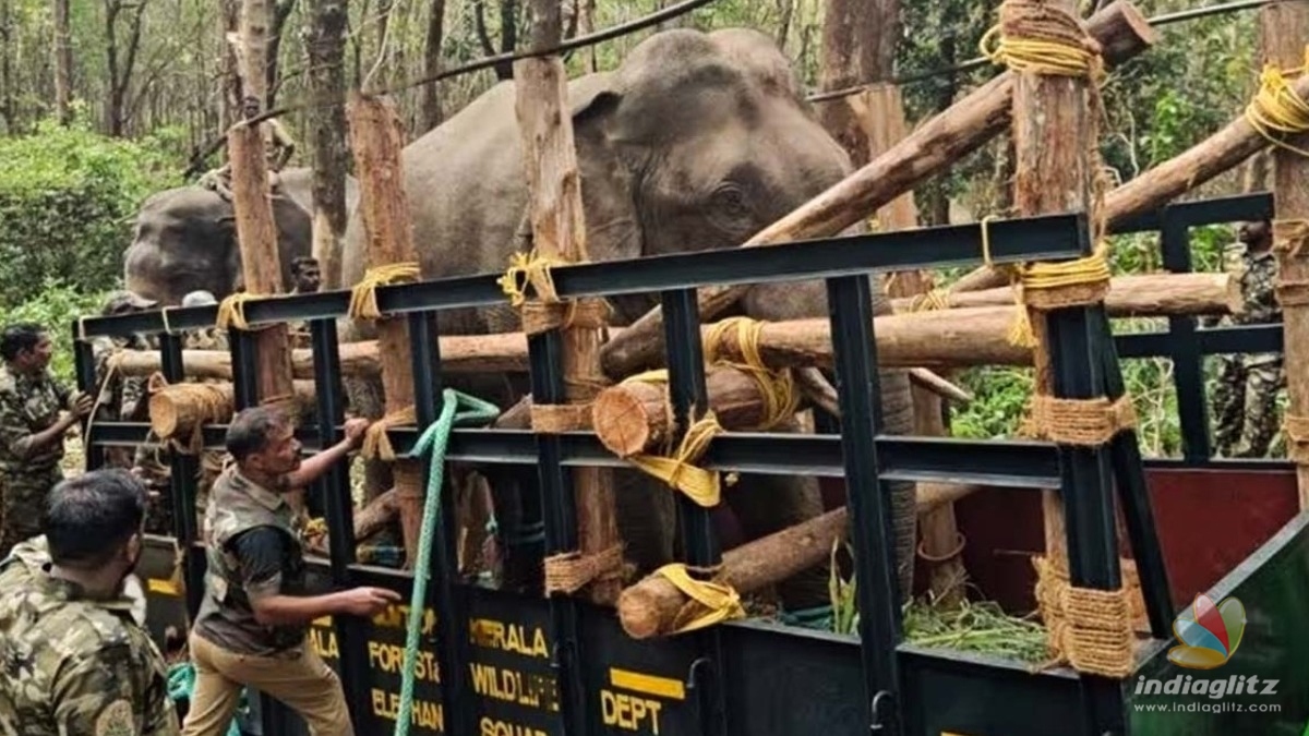 പിടി 7 കാട്ടാനയ്ക്ക് കാഴ്ച ശക്തിയില്ലെന്ന് നിരീക്ഷണ സമിതി