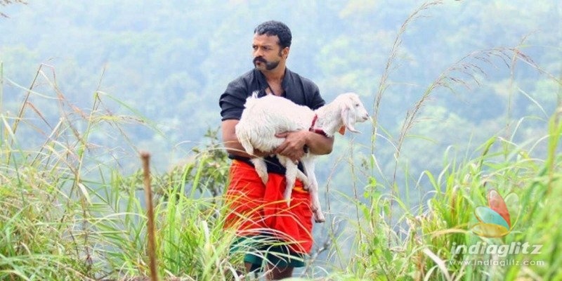 Aadu 3 will miss goat pinky; details here!