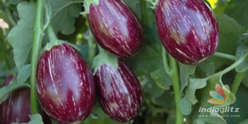 Farmer destroys 3-acre brinjal crop; Heres why!