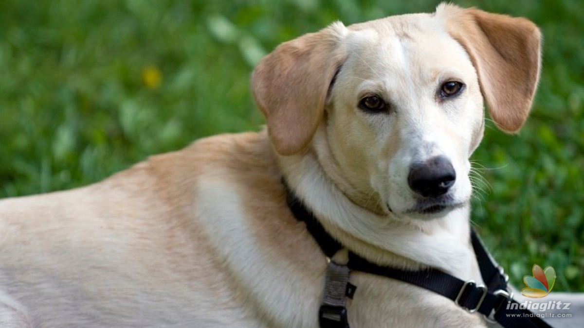 Dog tied to car and dragged along road