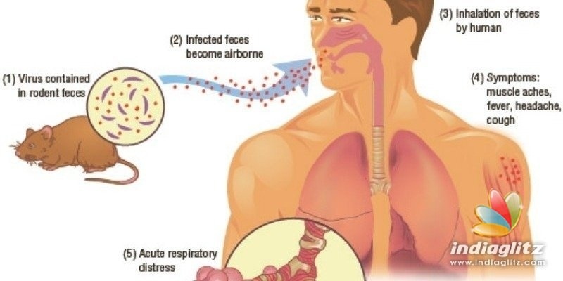 Is Hantavirus more dangerous than Coronavirus? - All you need to know