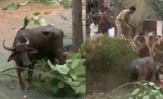 Cattle transporter brutally killed by a Buffalo