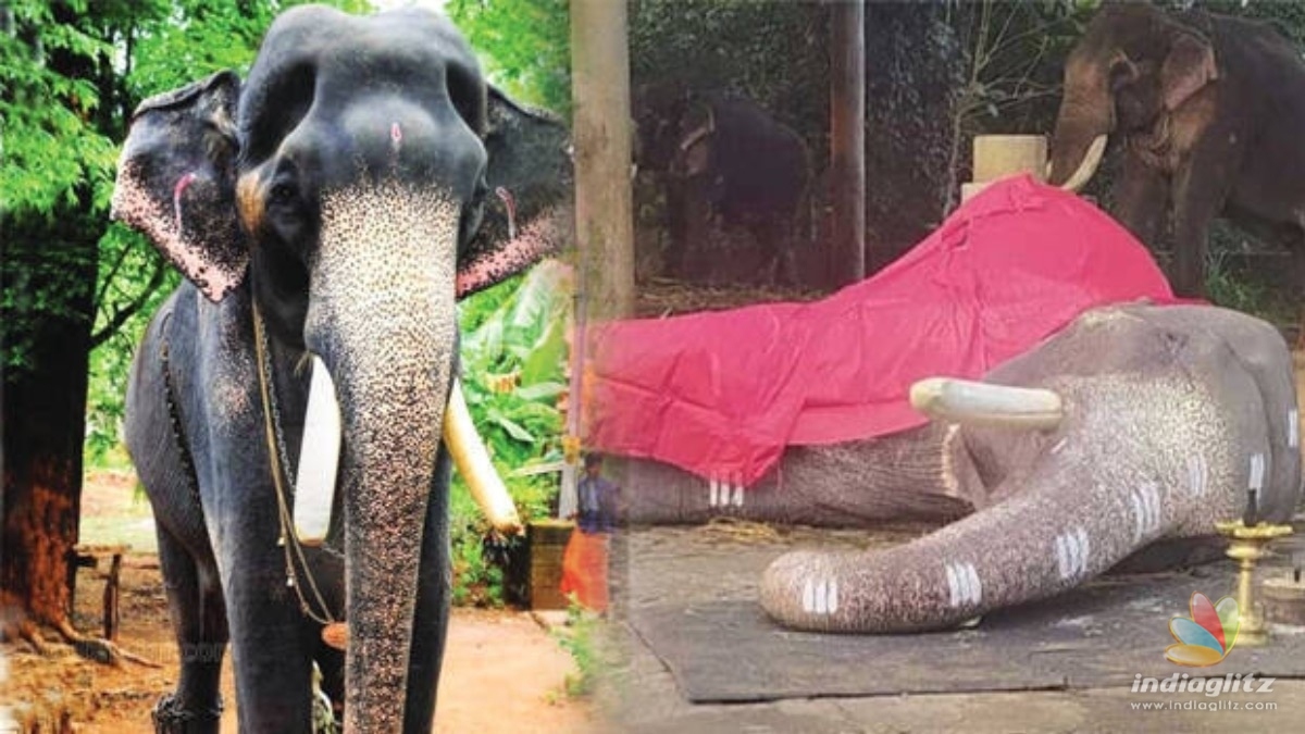 Celebrity elephant Mangalamkunnu Karnan is no more