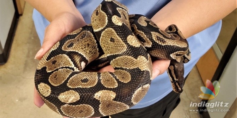 Police rescue a python stuck to car wheel 