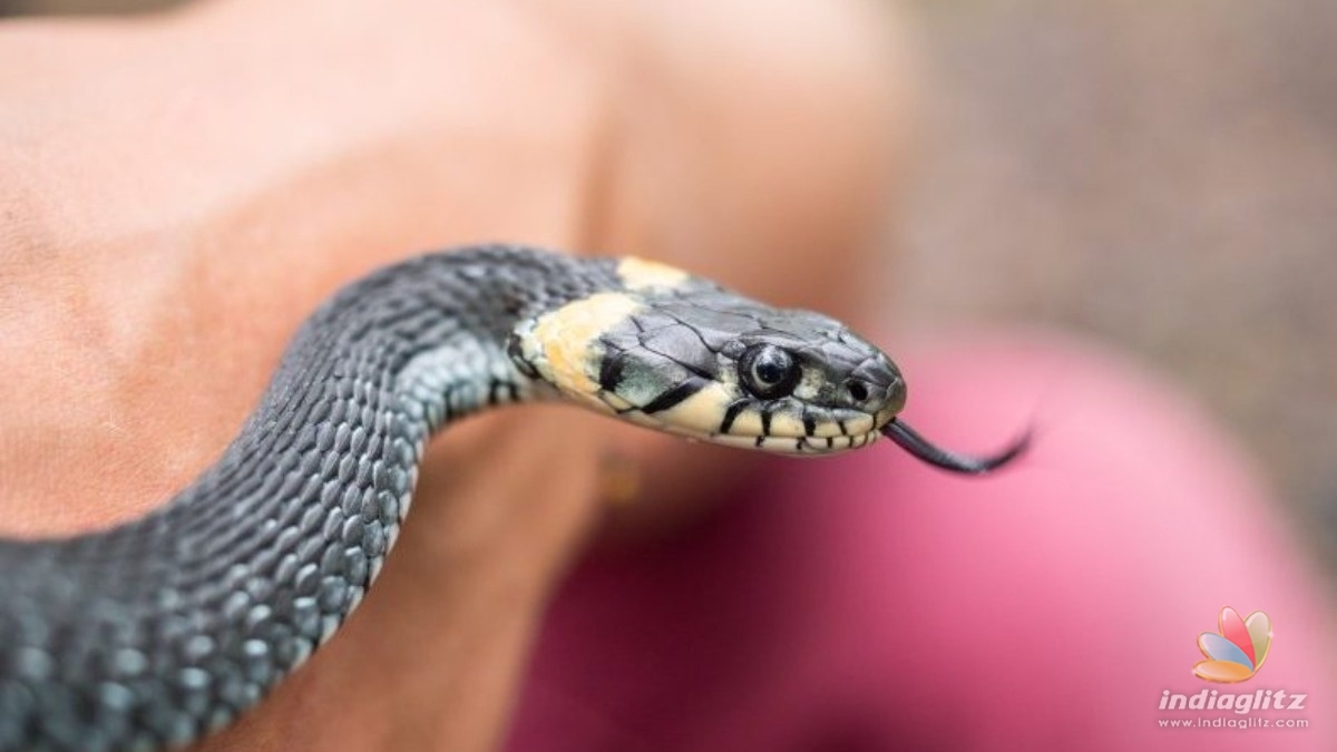 Drunk man chews baby snake as revenge; Dies the next day!