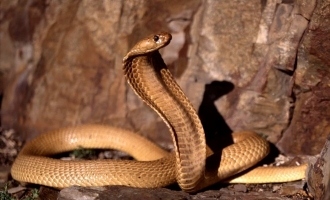 Snake in cockpit; pilot makes emergency landing