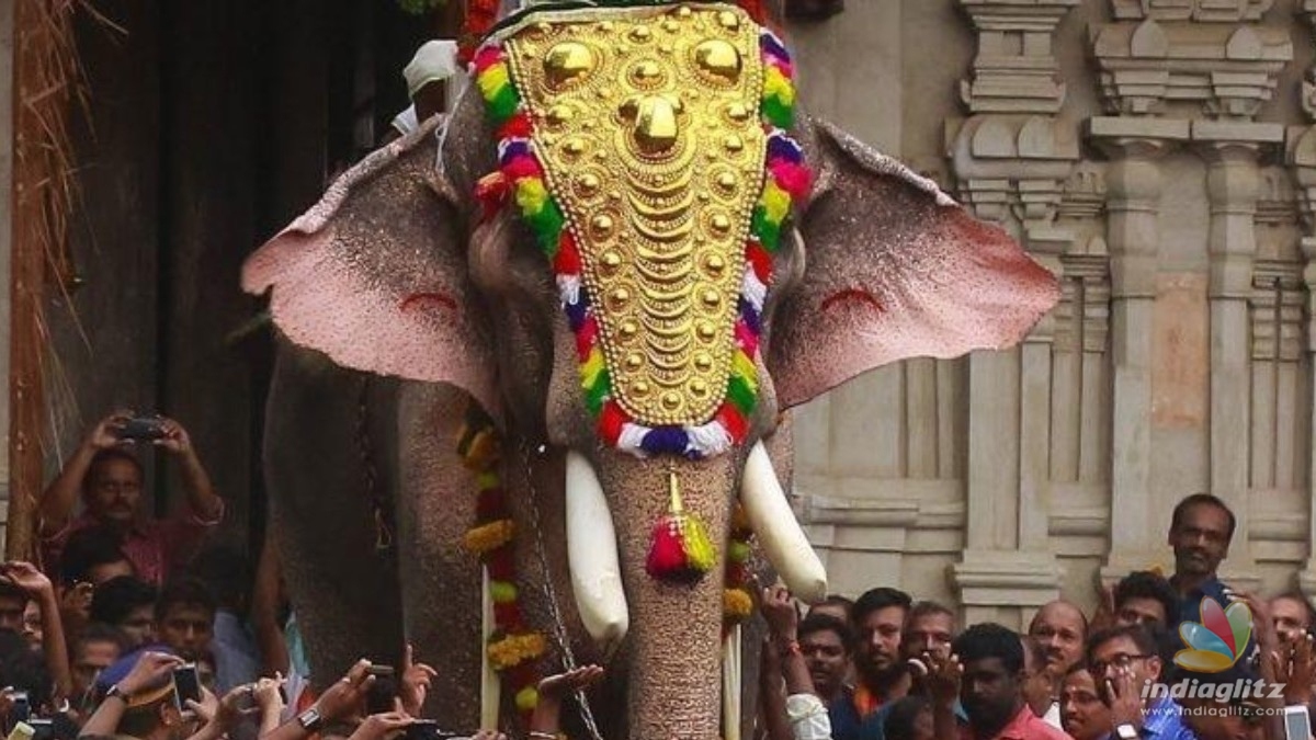 Kerala’s dangerous celebrity ‘killer’ tusker to be paraded in temple fests