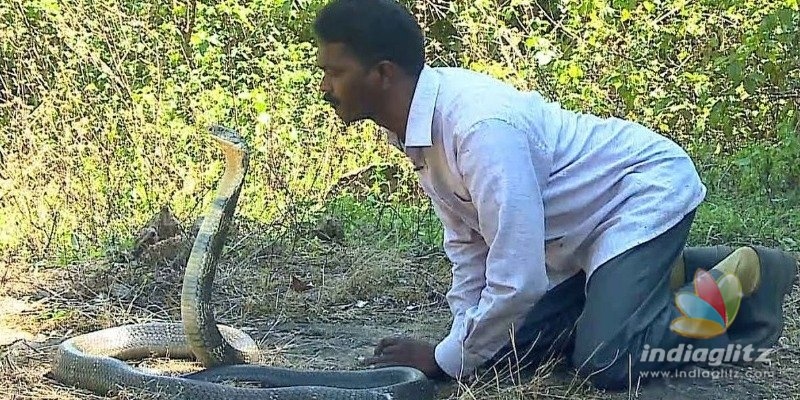 Snake catcher Vava Suresh suffers snake bite!