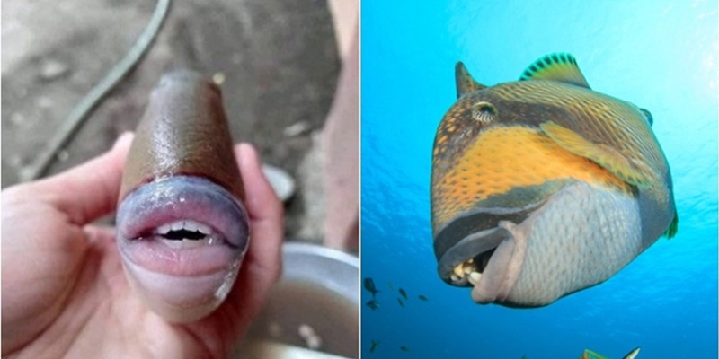  Fish with human lips and teeth shocks people