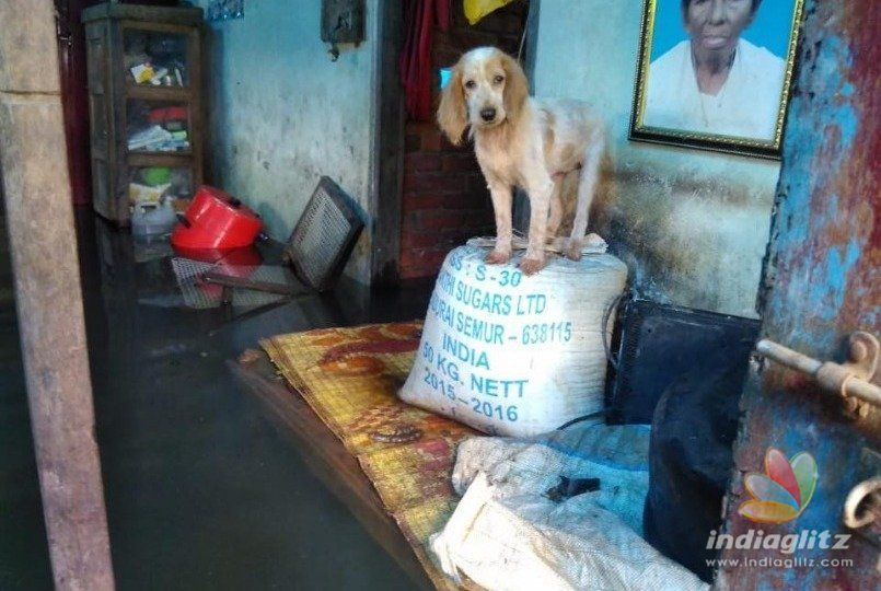 Chennai animal rescuers risk it all to save pets in a flooded Kerala