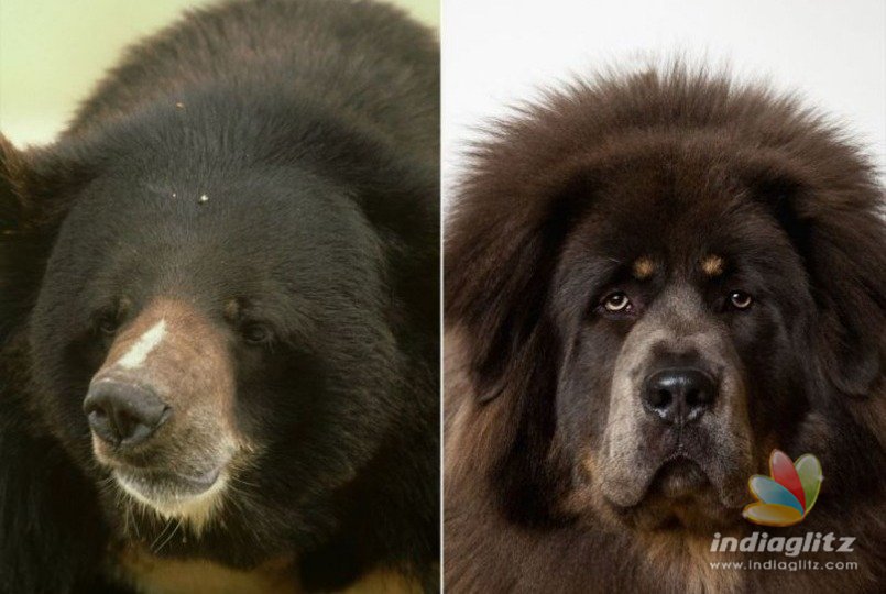 Familys moment of shock on knowing their pet dog was actually a wild bear!