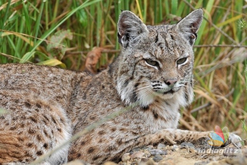 Woman strangles and kills rabid bobcat