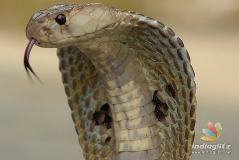 Shocking! Mother breast feeds baby after snake bite and both die