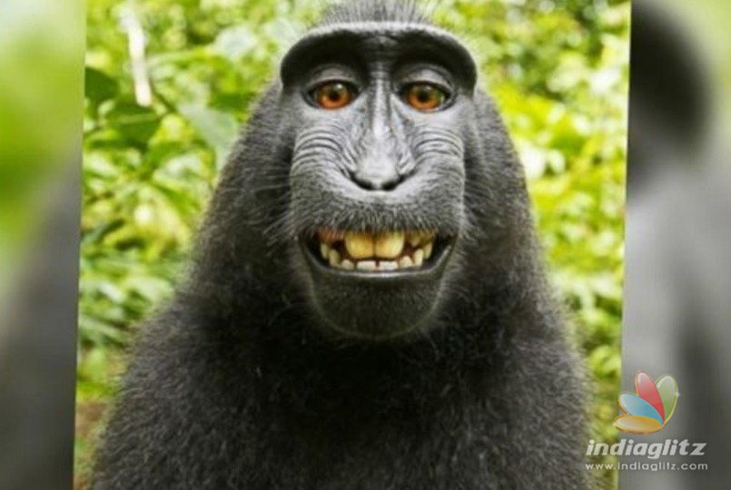 Naruto the monkey loses three year selfie case in court