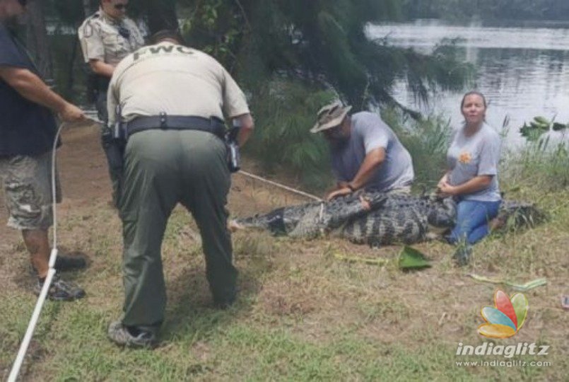 Body of woman bitten by alligator found