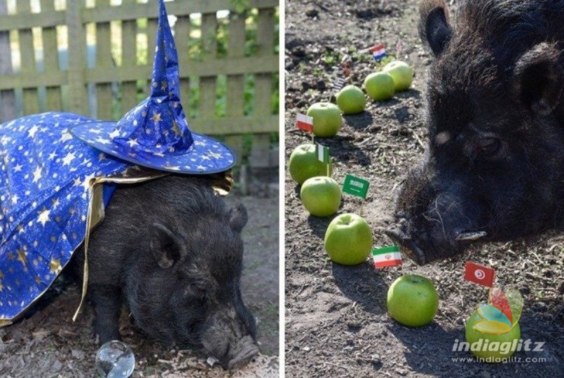 After Trump election prediction, mystic pig predicts FIFA World Cup semifinalists!