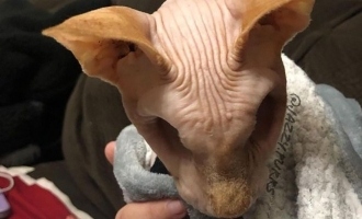 pictures of jasper hairless cat with no eyeballs go viral social media owner kelli explains corneal ulcer feline herpes virus fhv