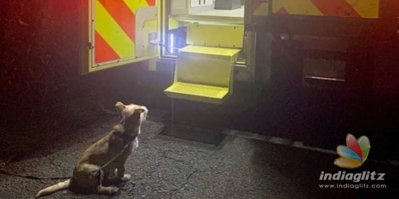 Adorable Photo Inside: Dog Helps Save Elderly Owner from a Ditch