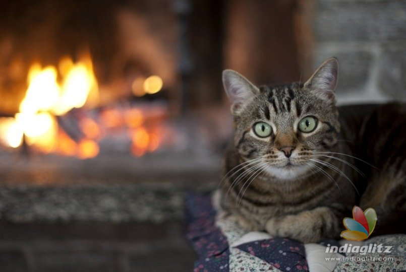 Superhero cat saves owners lives from fire!