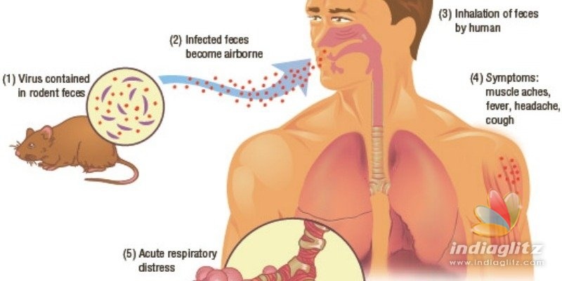 China man dies of Hantavirus - Is it more dangerous than Coronavirus?