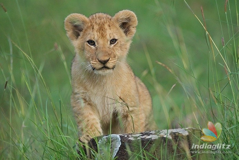 Lion cub named after Jayalalithaa