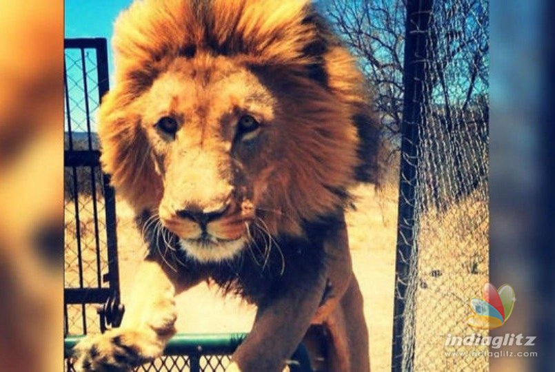 Watch video: Lion killed after attack on owner who raised him since birth