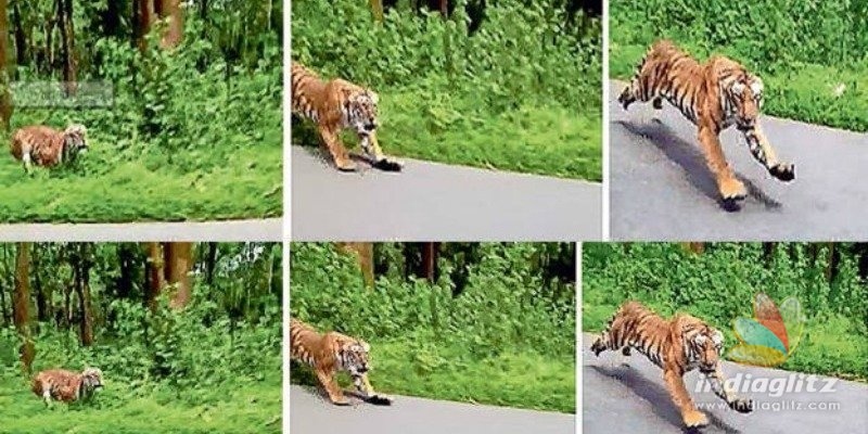 Terrifying! Tiger Chases Bike in Kerala, Video Inside