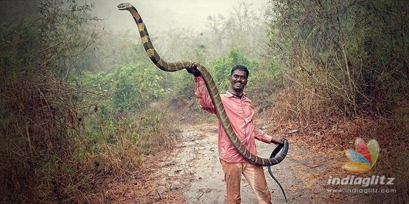  King Cobra Caught in Kollam, Video Inside 