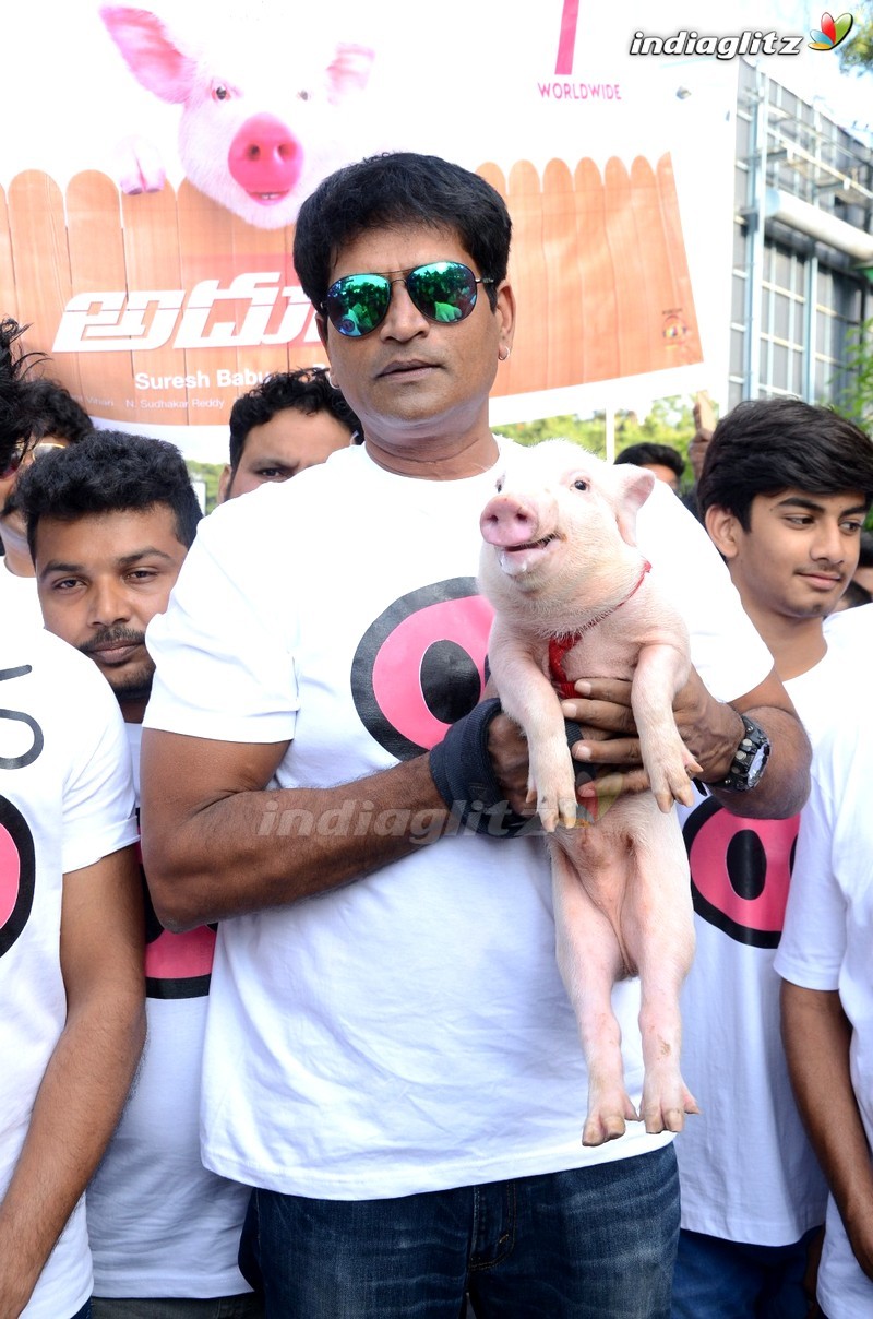 'Adhugo' Team Rallies With Piglet