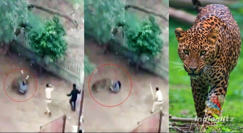 Leopard attacks local politician, journos