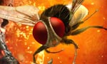 Eega US First Week Schedules