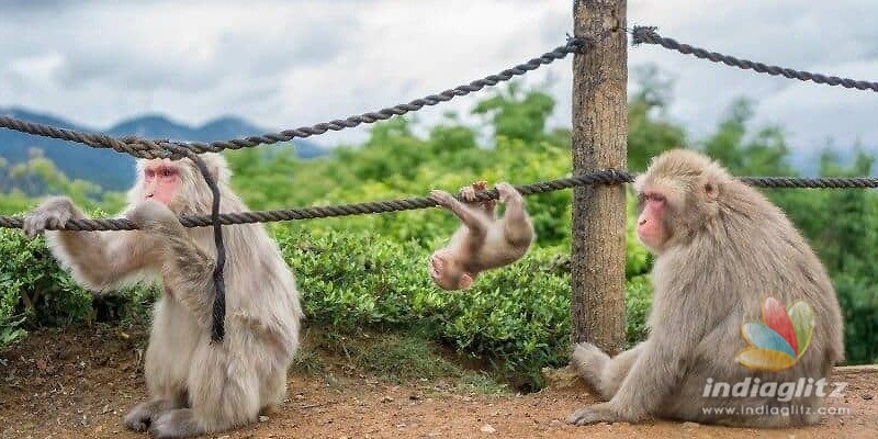 Karnataka: 100 acres to be earmarked for a monkey park