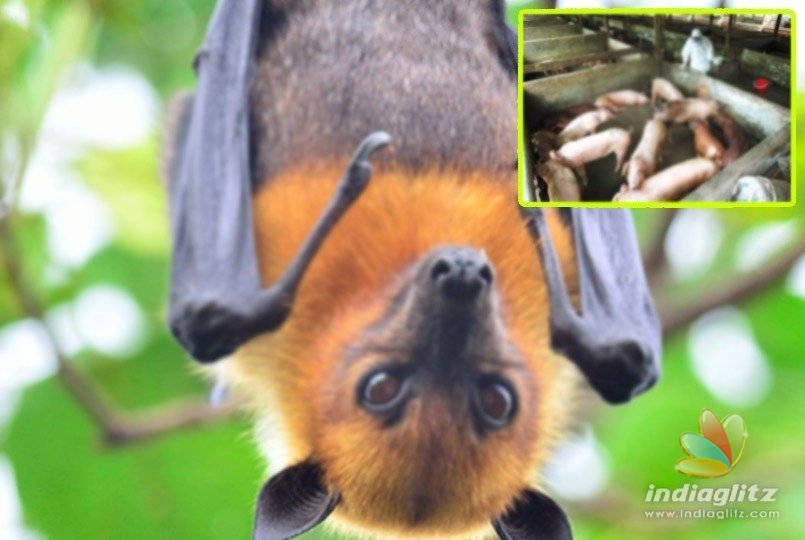 Nipah virus has a solution, says scientist