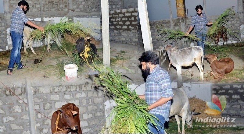 Pawan Kalyan sets up Goshala at party office