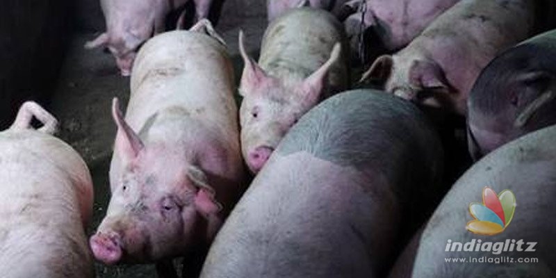 Assam not to cull pigs despite African Swine Flu killing 2500 pigs