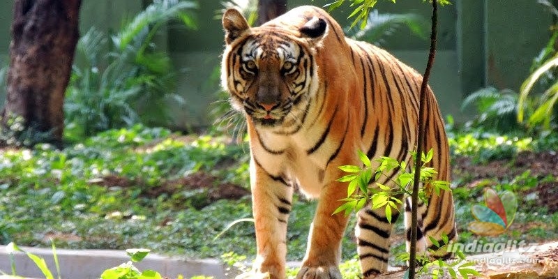 Indian zoos on high alert after tiger in New York gets COVID-19